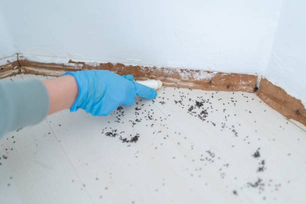 Best Ant Control  in Remerton, GA